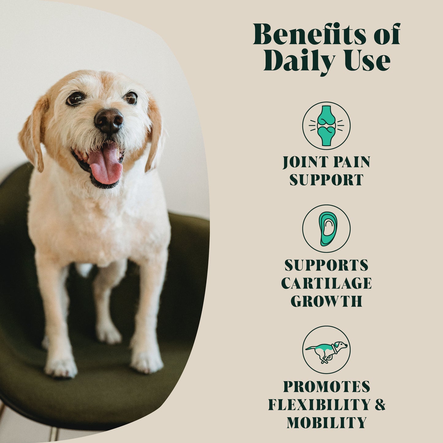Single Pack | Green Lipped Mussel Powder for Dogs | 80 Servings | (RRP: £13.95)