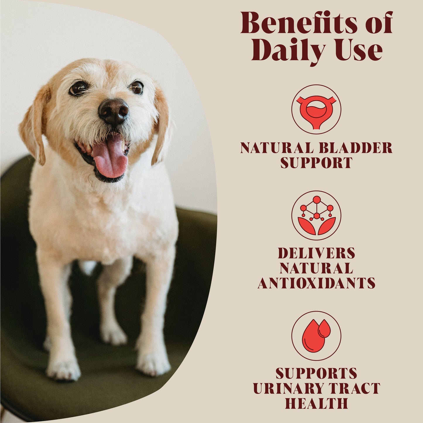 Single Pack | Urinary Cranberry for Dogs | 40 Servings | (RRP: £16.95)
